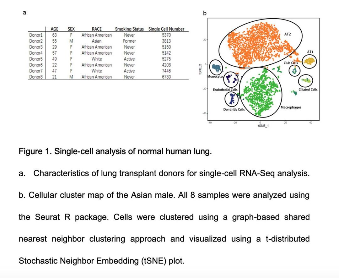 Single-cell RNA expression profiling of ACE2, the putative receptor of Wuhan 2019-nCov